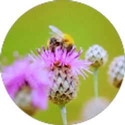 Profile photo of Billie Taylor