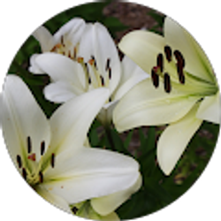 Profile photo of Pamela Aune-Schmidt