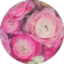 Profile photo of Shira Rose