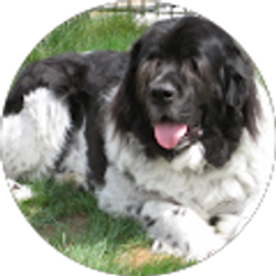 Profile photo of K D Wolfe