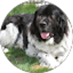 Profile photo of K D Wolfe