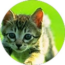 Profile photo of gamergirls play