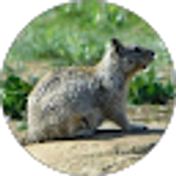 Profile photo of Karen Bongato