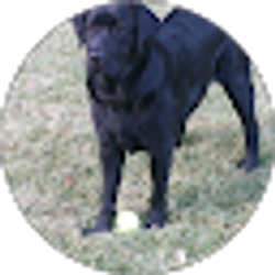 Profile photo of Tom Bowman