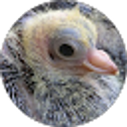 Profile photo of Juan Talavera