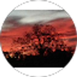 Profile photo of Jessenia Castle