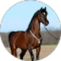 Profile photo of kacem bouchenafa