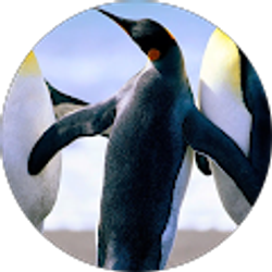 Profile photo of Joanne Shiner