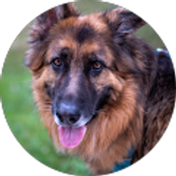 Profile photo of Sarah Sherwood