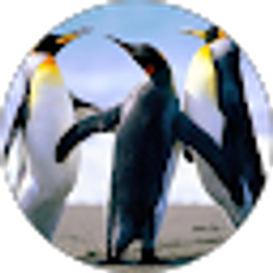 Profile photo of PrEeThAm RED
