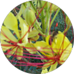 Profile photo of Michelle Kampa