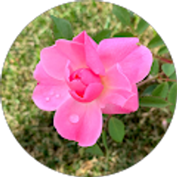 Profile photo of t jackola