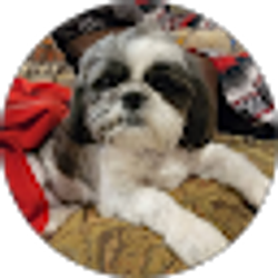 Profile photo of Shyama Terry