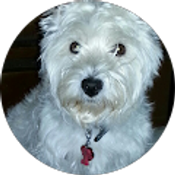 Profile photo of German Guanoquiza