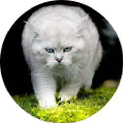 Profile photo of Дима Гридин