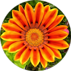 Profile photo of Nora Livers