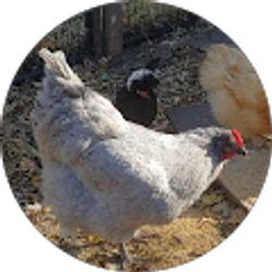 Profile photo of Joni Peterson