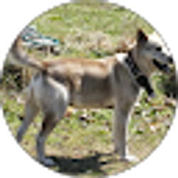 Profile photo of Goku Vegeta