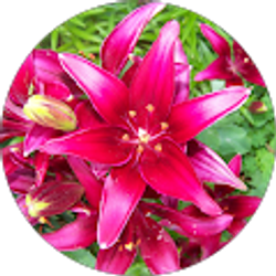 Profile photo of Laura Morgan