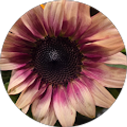 Profile photo of Jennifer Castor