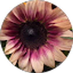 Profile photo of Jennifer Castor