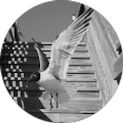 Profile photo of Lauren DeJoseph