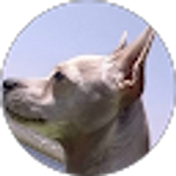 Profile photo of JJ