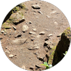 Profile photo of Tammy Koenecke