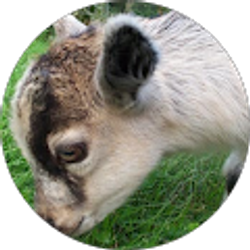 Profile photo of iLoveMyPygmyGoats