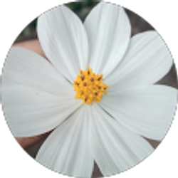 Profile photo of Pricilla Colorado