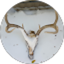 Profile photo of Katie Chastain