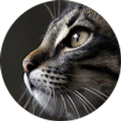 Profile photo of Rocio Glez Padilla