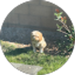 Profile photo of N Howard