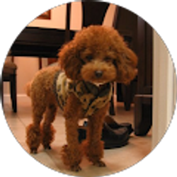 Profile photo of Mo Chi