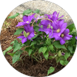 Profile photo of Kimberly Powell