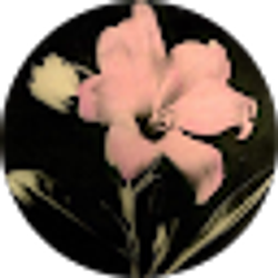 Profile photo of Mariana Sanchez