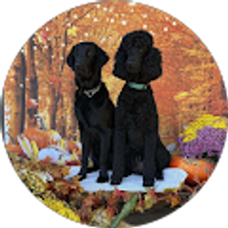 Profile photo of Denise D.