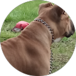 Profile photo of loud Packsmoke 55