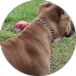 Profile photo of loud Packsmoke 55