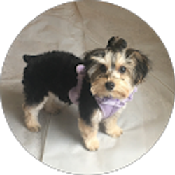 Profile photo of Sherry Thomas