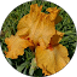 Profile photo of Arris Grace