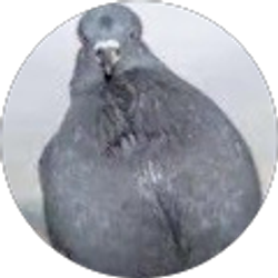 Profile photo of Michael ZHOU