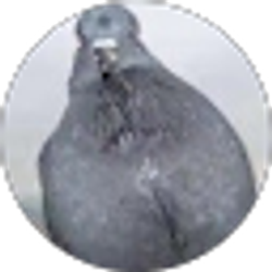 Profile photo of Michael ZHOU