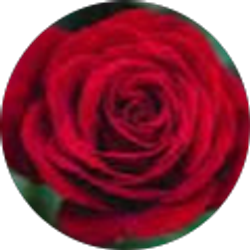 Profile photo of Adrienne Krawetz