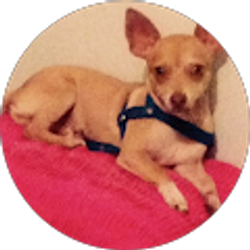 Profile photo of Aleida Rodriguez