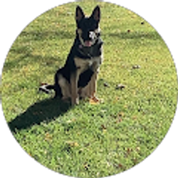 Profile photo of Jesus Sanchez