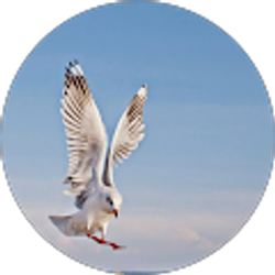 Profile photo of oussama zeggada