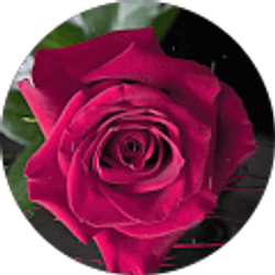 Profile photo of Ali Ali