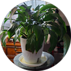 Profile photo of edith “Great Granny” Therrien