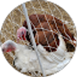 Profile photo of The Snarky Homestead